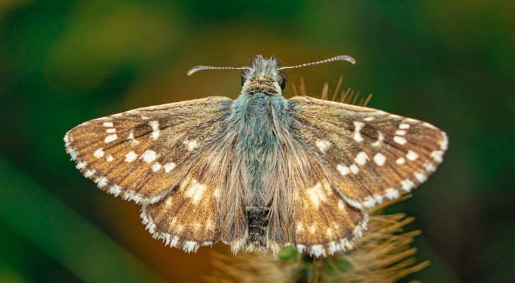 Forskning om nattfjärilar som attraheras av ljus: framtiden