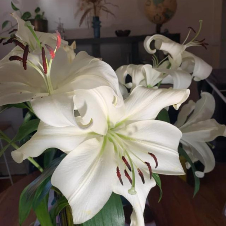 6. White lily