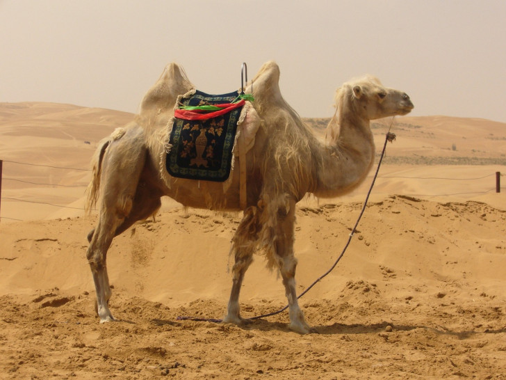 Kameler med en eller två pucklar som lever i öknen