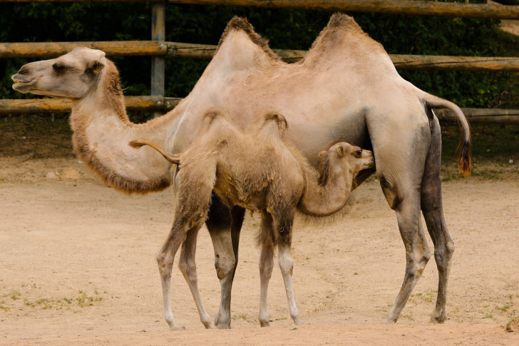De grundläggande funktionerna i kamelens puckel