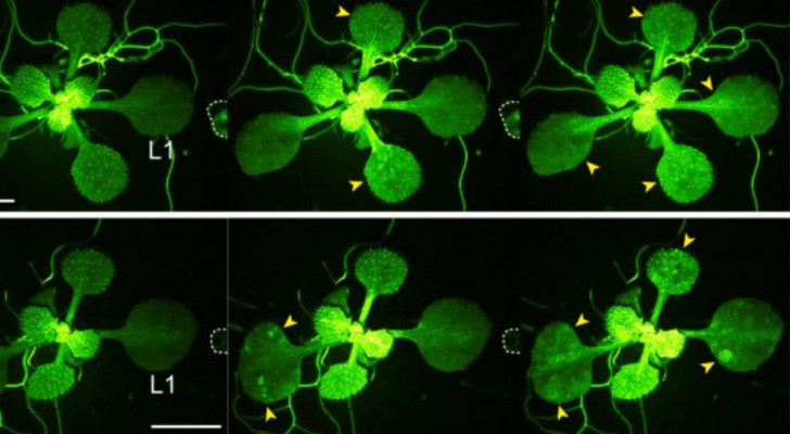 Réponses de défense envoyées entre plantes : l'étude innovante