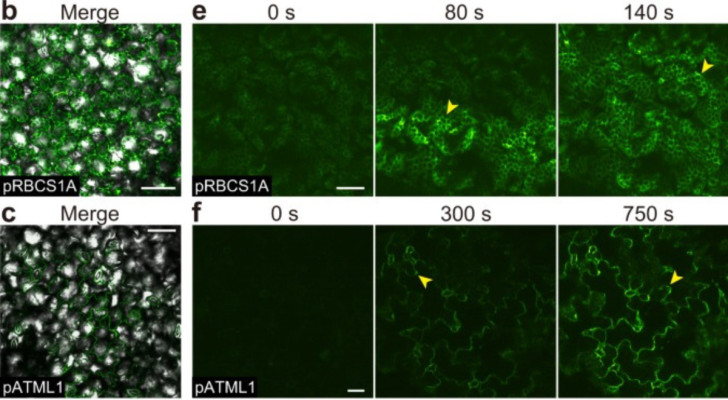 Luftburen kommunikation mellan växter och fluorescens: experimentet