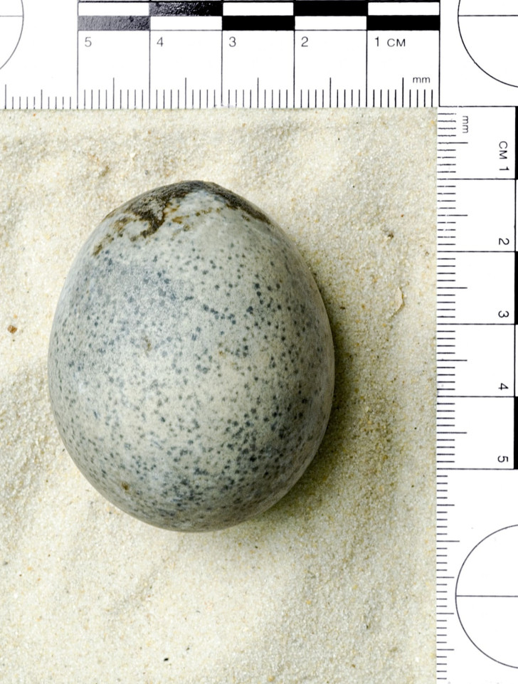 Fyra 1700 år gamla intakta ägg hittades: bara ett "räddades"