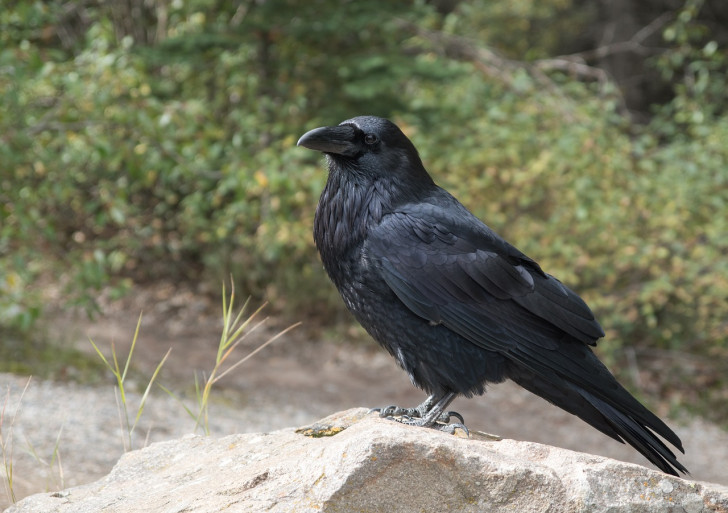 I corvi sanno risolvere problemi e pianificare strategie