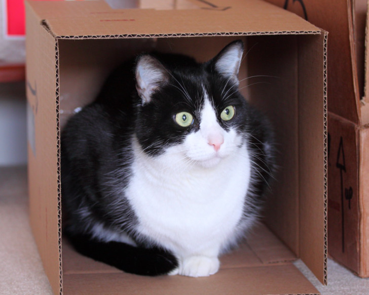 Les chats et leur relation bizarre avec les boîtes en carton