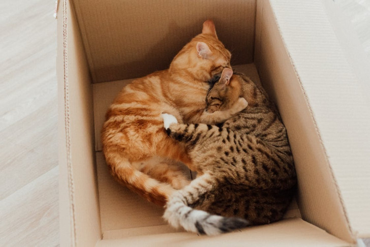 Lo studio condotto sull'interesse dei gatti verso le scatole di cartone