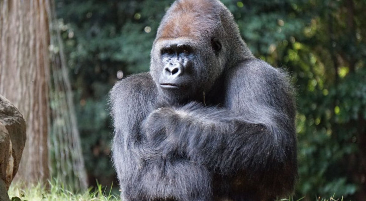 Das Gehirn, Parken und Musik: der unsichtbare Gorilla-Test