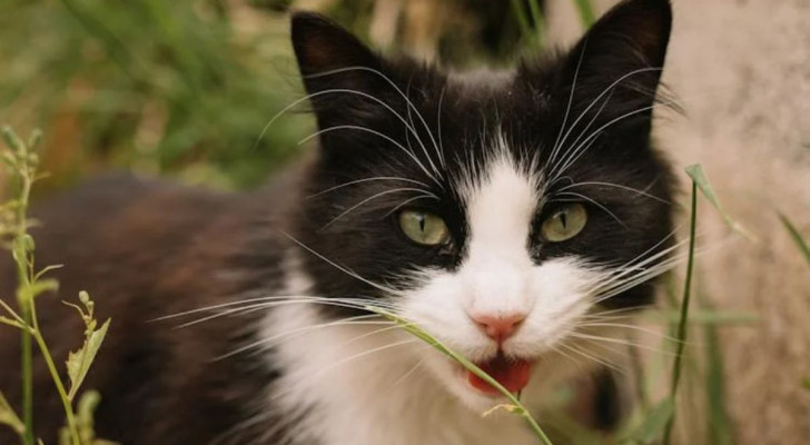 Perché i gatti stanno con la bocca aperta dopo aver annusato l’ambiente?