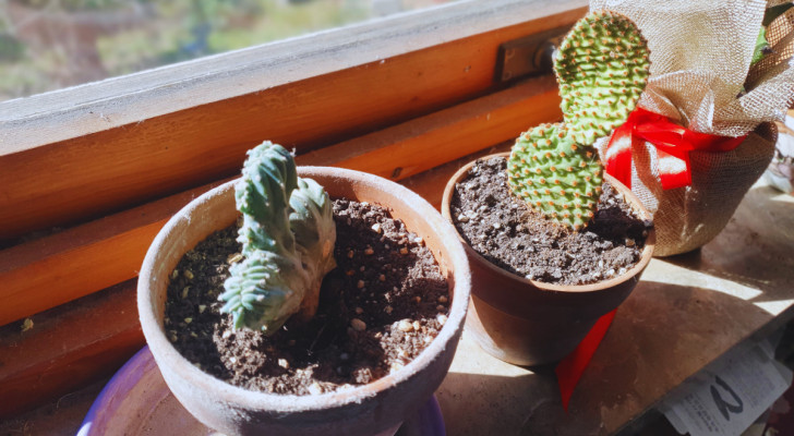 Gli errori più comuni nella cura dei piccoli cactus