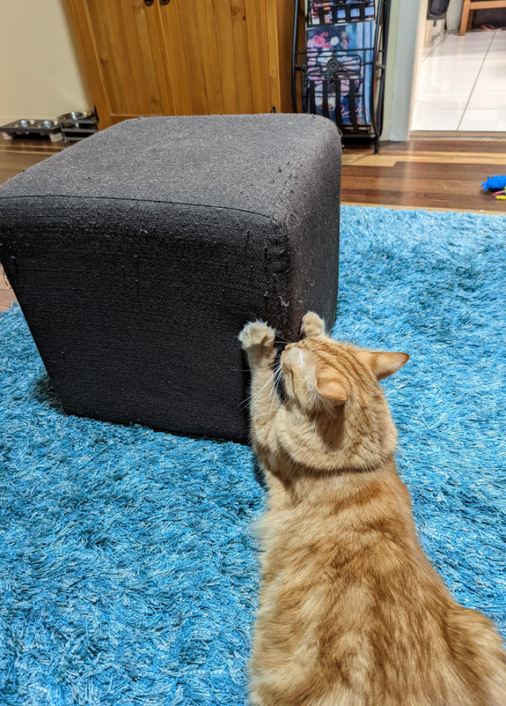 Why cats love to scratch furniture