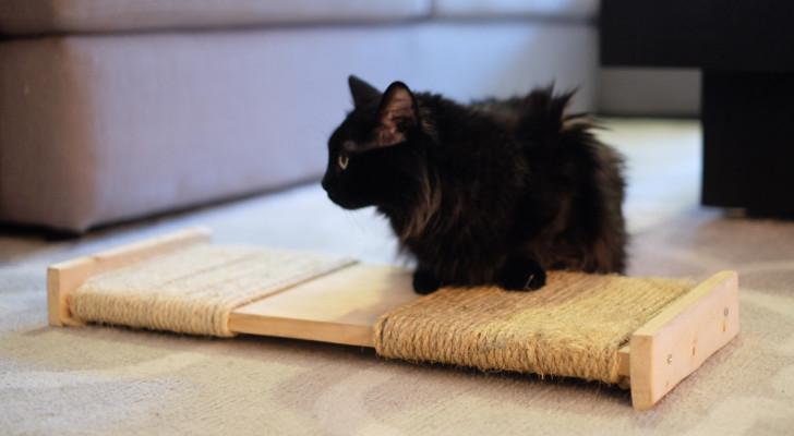 La méthode en 6 étapes pour que votre chat arrête de griffer les meubles