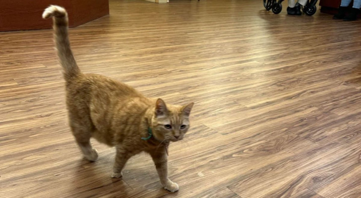 Ginger il gatto porta la gioia agli ospiti di una casa di cura per anziani