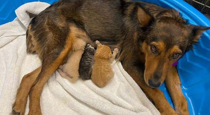 Non è la prima volta che una mamma cane adotta altri cuccioli: la storia di Georgia