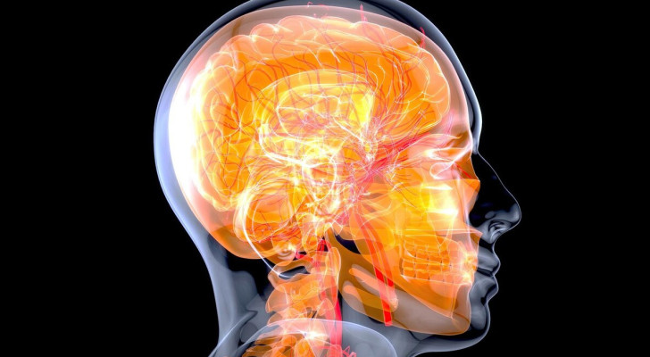 La fonction du colliculus supérieur