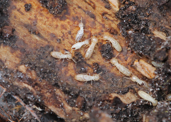 Que sont les termites ?