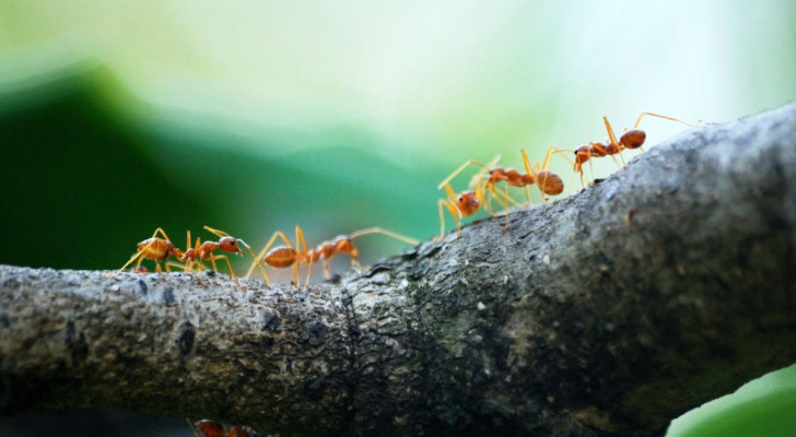 Perché le formiche camminano in fila indiana?