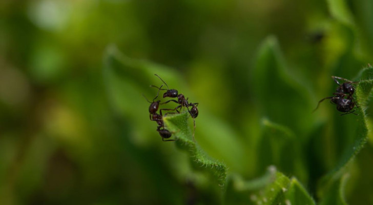 Le formiche avanzano una dietro l’altra anche per ragioni sociali