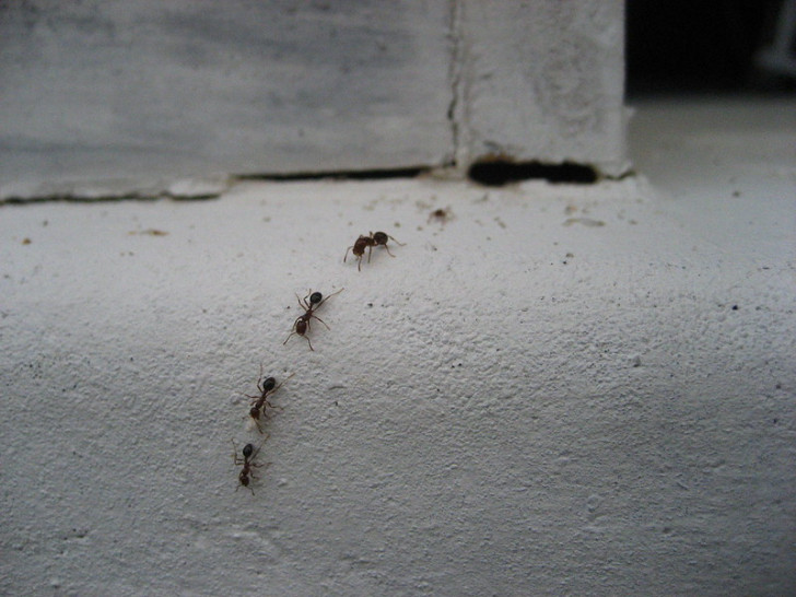 Perché le formiche si scontrano?