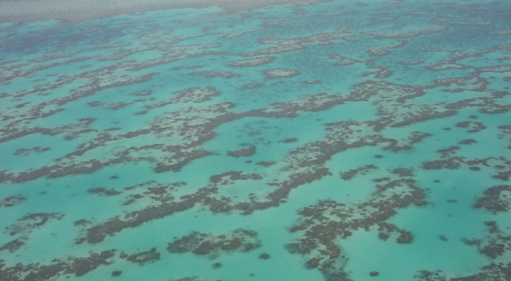Ein unerforschtes Gebiet jenseits von Korallenriffen