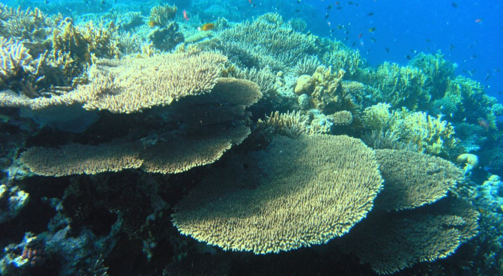 Hoe is het vandaag met de koraalriffen gesteld?