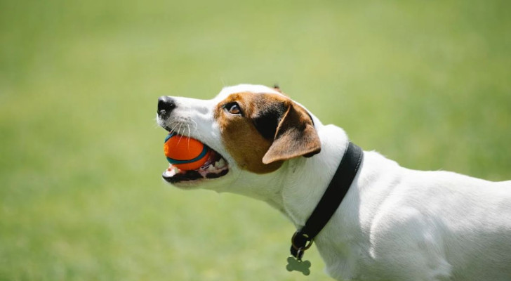 Cos’è la doppia fila di denti che rende il cane un “pesce cane”