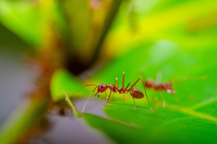Come curare una puntura da formica di fuoco