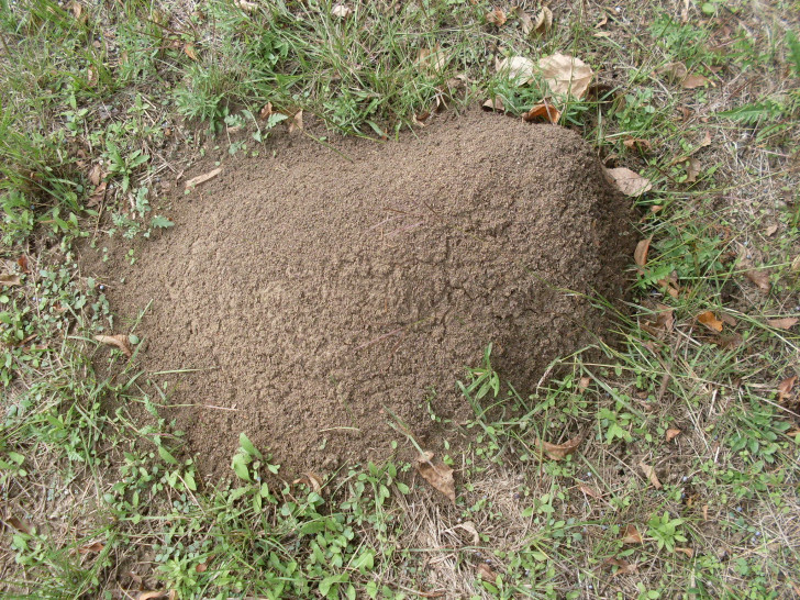 Come debellare le formiche di fuoco dalle vostre case
