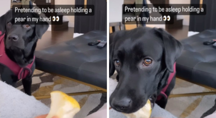 “Vostro onore, questa è una trappola: il mio cliente è innocente” e altri commenti del web