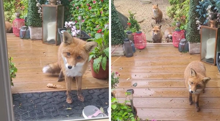 volpe fuori la porta di casa
