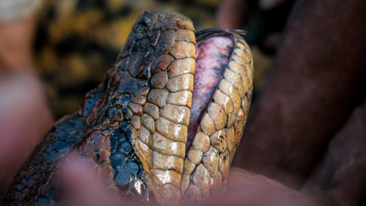 In Amazzonia esistono due specie di anaconda: lo studio