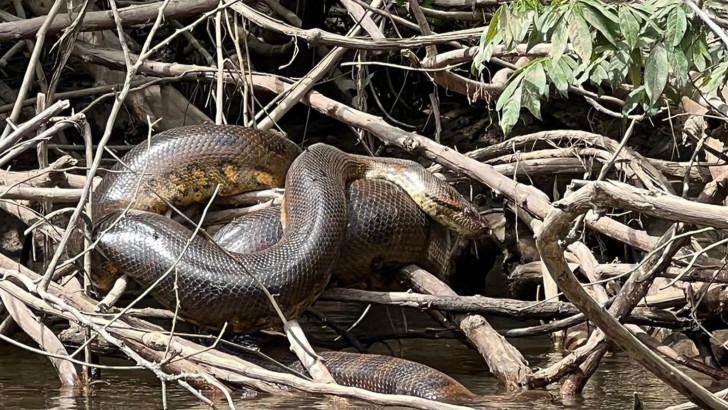 Il serpente più grande del mondo va tutelato