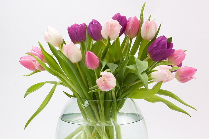 Keeping tulips vibrant