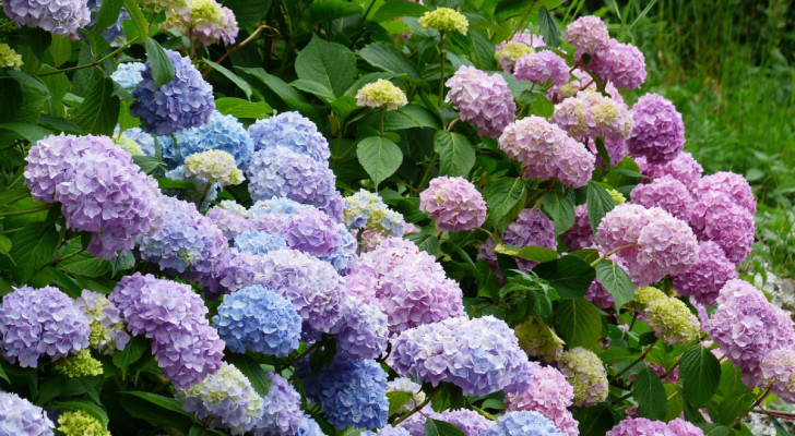 Recognize the difference between macrophylla and serrata hydrangeas