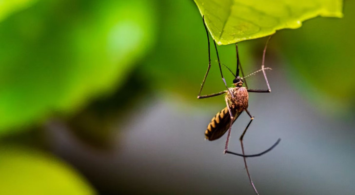 Zanzare in fuga: la scienza tenta di dare una spiegazione