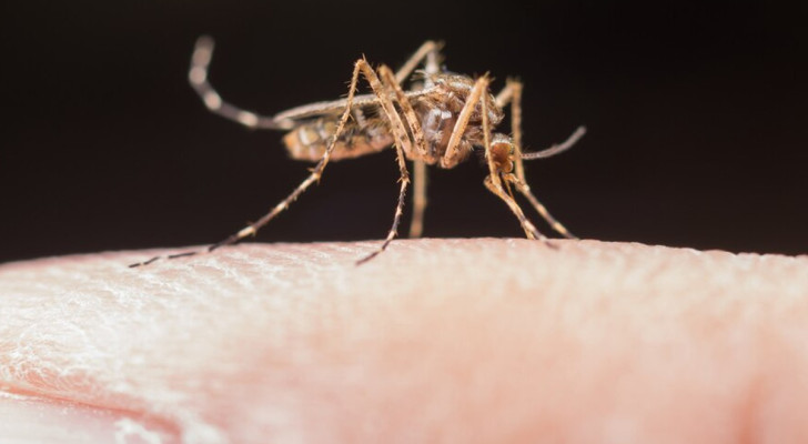 Le implicazioni future della ricerca sulle zanzare