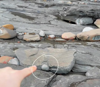 Ammonite nascosta in una lastra di scisto
