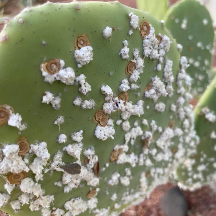 Wie behandelt man einen von Cochenille befallenen Kaktus?