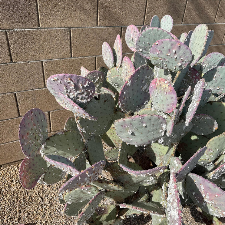 Hoe cochenilleluisplagen op cactussen voorkomen