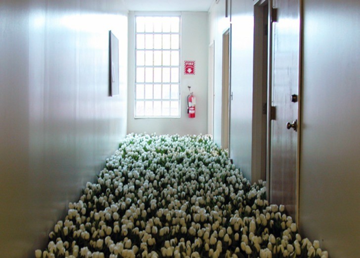 28.000 fiori riempiono le stanze di un centro di salute mentale - 2
