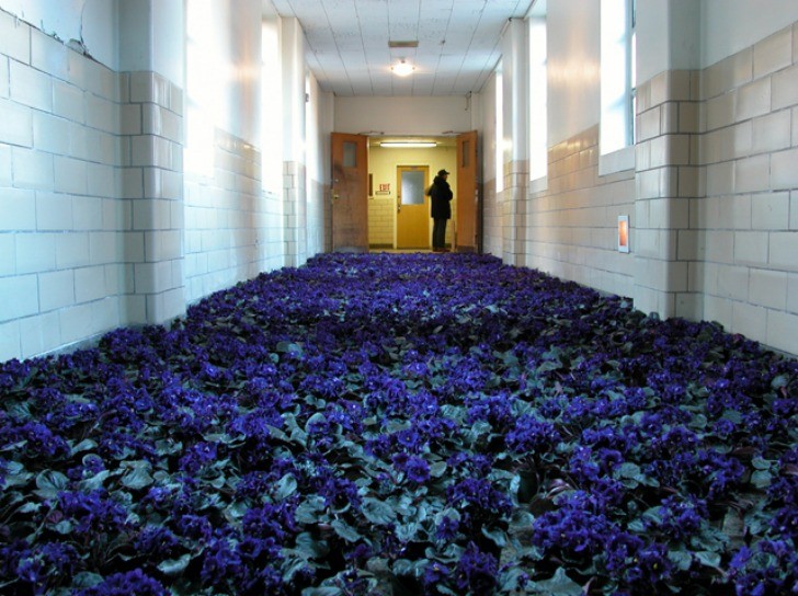 28.000 fiori riempiono le stanze di un centro di salute mentale - 6