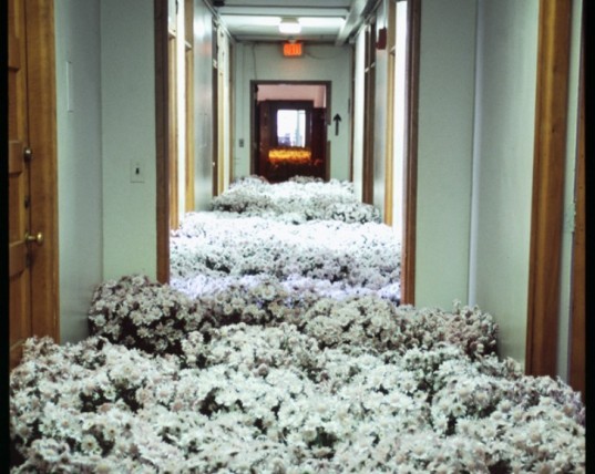 28.000 fiori riempiono le stanze di un centro di salute mentale - 7