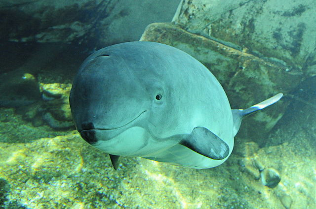 Les marsouins sont à l'origine des trous dans les fonds marins