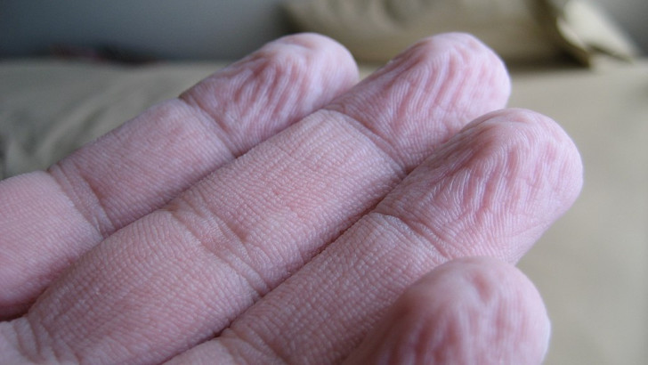 Pourquoi les doigts se fripent-ils dans l'eau ?