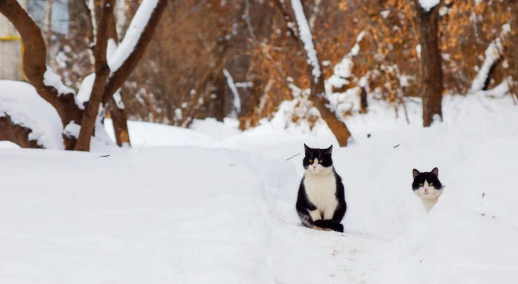 I gatti e la neve, un rapporto molto particolare