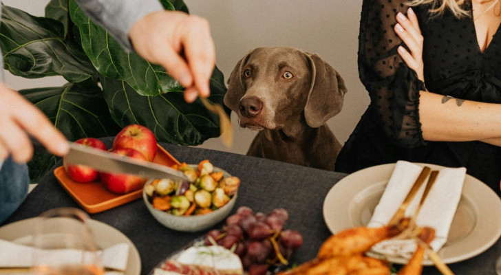 Perché il cane chiede sempre del cibo?