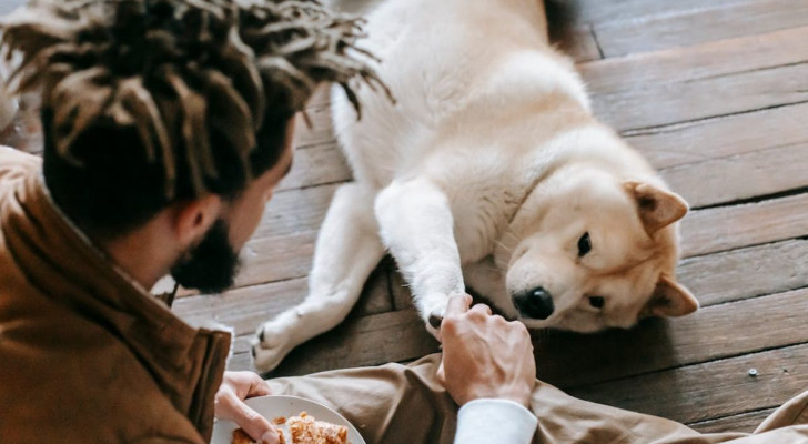 Come insegnare al cane a non chiedere cibo a tavola?