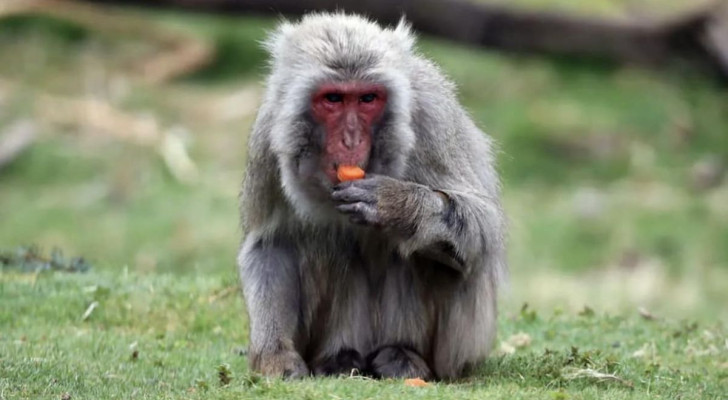 Cos’è l’Highland Wildlife Park, casa di Honshu il macaco giapponese