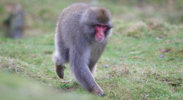 Het verhaal van Honshu, de makaak die ontsnapte en werd gepakt vanwege de pudding