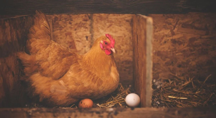 Hur får fåglarna luft inuti äggen?