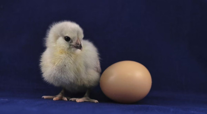 Det första andetaget hos en fågel utanför ägget